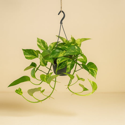 Epipremnum Marble Queen - 25cm