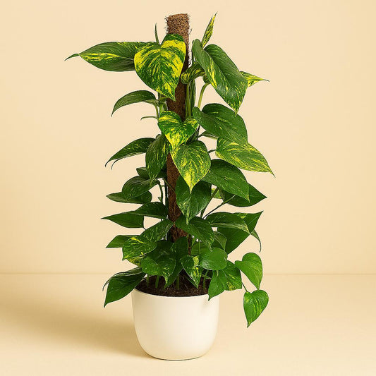 Epipremnum Pinnatum - 60cm