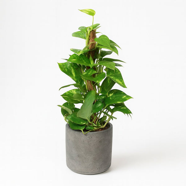 Epipremnum Pinnatum - 60cm
