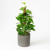 Epipremnum Pinnatum - 60cm im Ø15cm Topf in einem modernen Studio