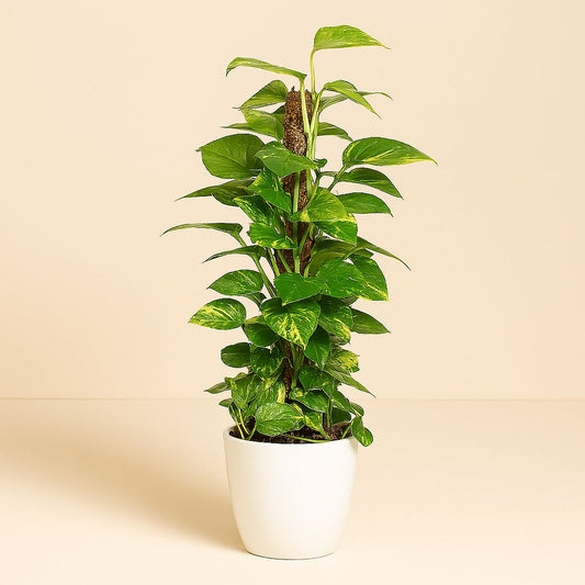 Epipremnum Pinnatum - 80cm