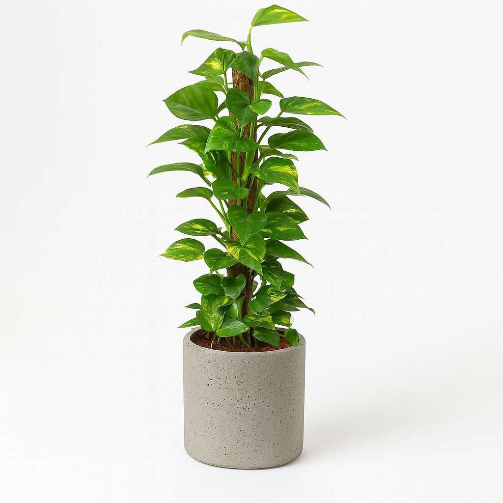 Epipremnum Pinnatum - 80cm