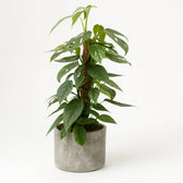 Epipremnum Pinnatum Cebu Blue - 60cm im Ø17cm Topf in einem modernen Studio