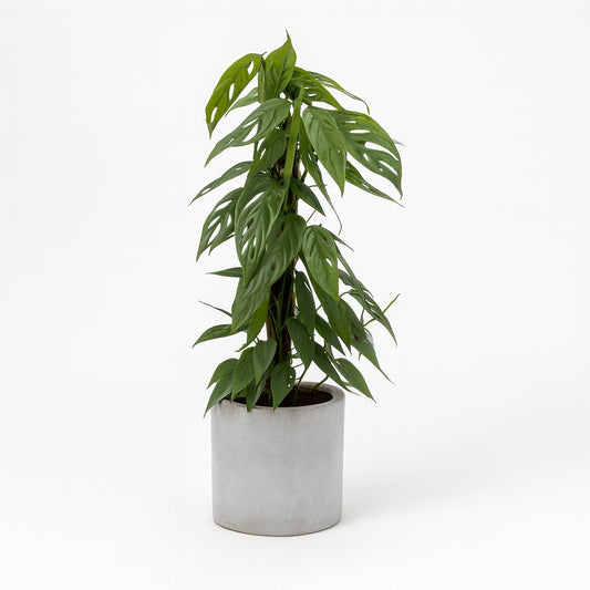 Epipremnum Pinnatum Cebu Blue - 65cm