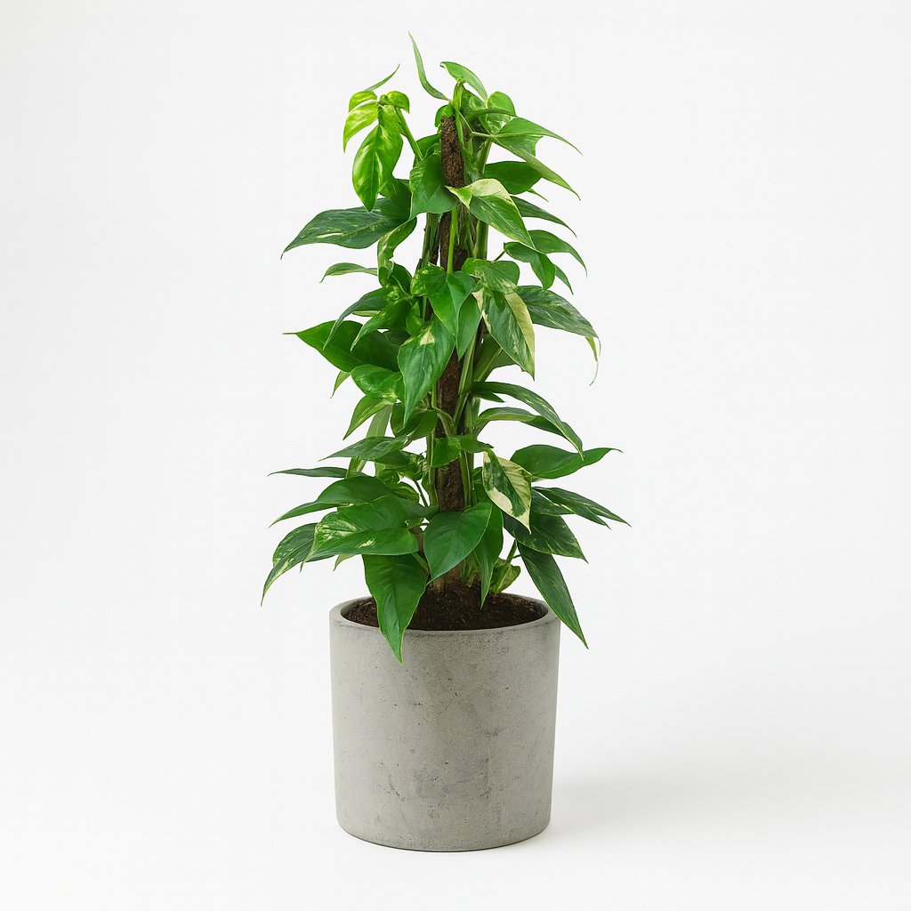 Epipremnum Pinnatum Variegata - 80cm