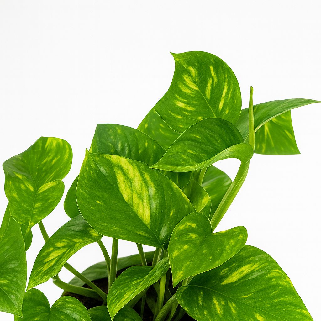 Epipremnum Aureum 20cm Nahaufnahme