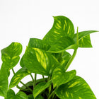 Epipremnum Aureum 20cm Nahaufnahme