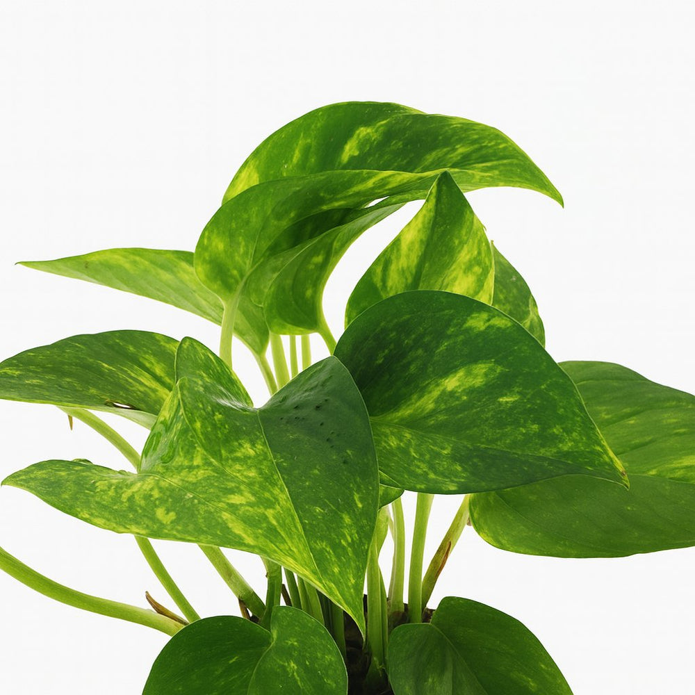 Epipremnum Aureum 25cm im 12cm Topf Nahaufnahme