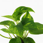 Epipremnum Aureum 25cm im 12cm Topf Nahaufnahme
