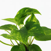Epipremnum Aureum 25cm im 12cm Topf Nahaufnahme