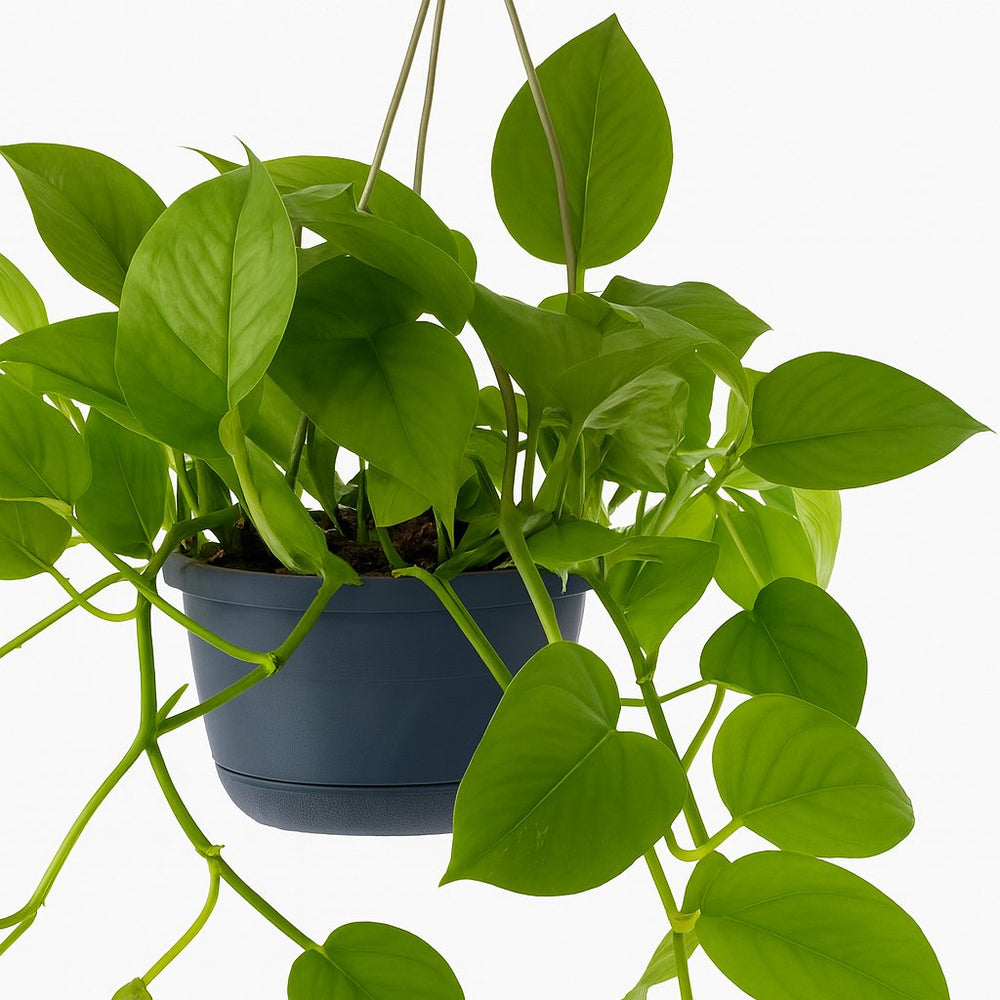 Epipremnum Aureum 25cm im 15cm Topf Nahaufnahme