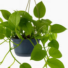 Epipremnum Aureum 25cm im 15cm Topf Nahaufnahme