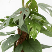 Epipremnum Pinnatum Cebu Blue - 60cm, Nahaufnahme der bläulich-grünen gefiederten Blätter