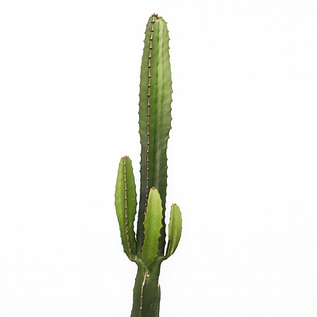 Euphorbia Acrurensis 50cm im 17cm Topf Nahaufnahme