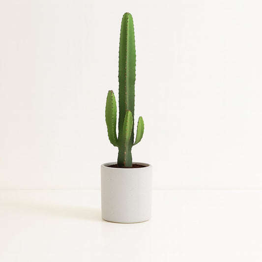 Euphorbia Acrurensis - 50cm