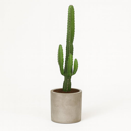 Euphorbia Acrurensis - 50cm