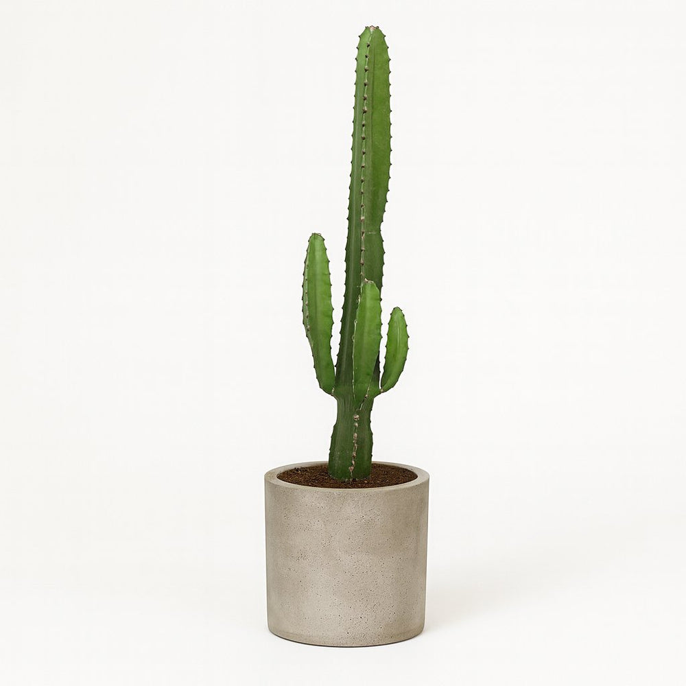Euphorbia Acrurensis 50cm im 17cm Topf