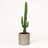 Euphorbia Acrurensis 50cm im 17cm Topf