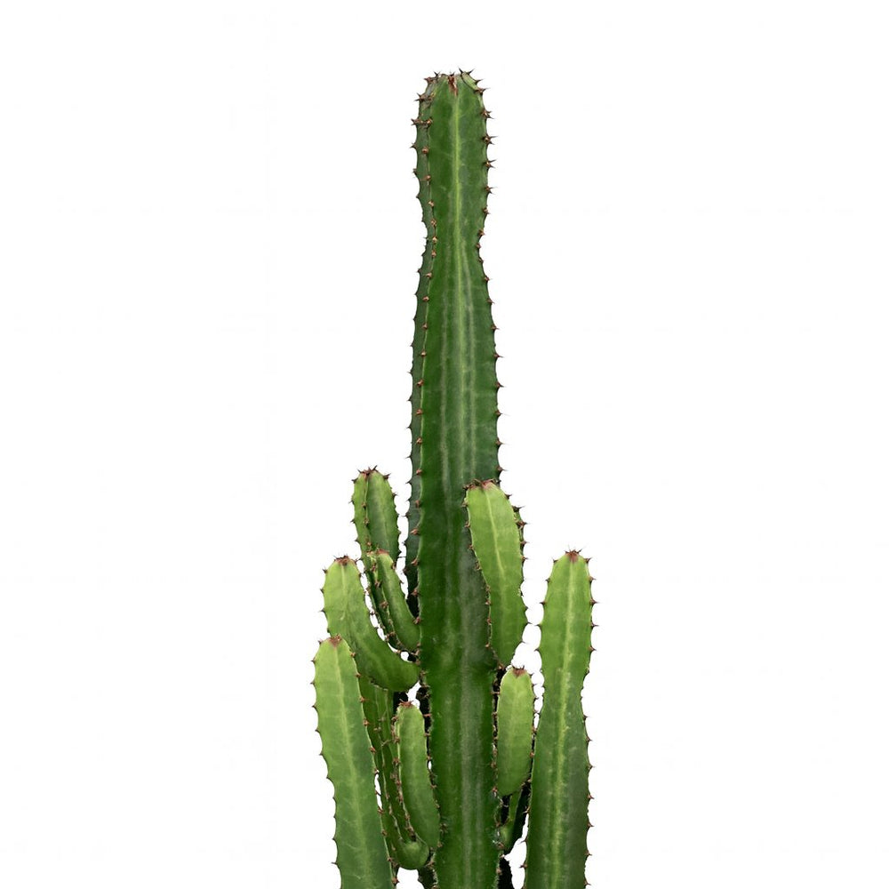 Euphorbia Acrurensis 60cm im 24cm Topf Nahaufnahme