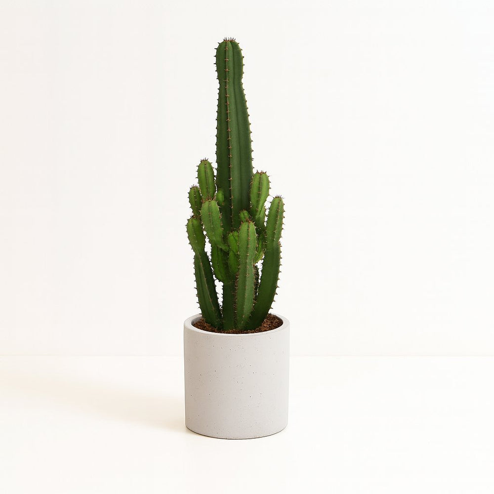 Euphorbia Acrurensis 60cm im 24cm Topf