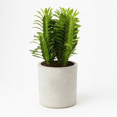 Euphorbia Trigona - 40cm