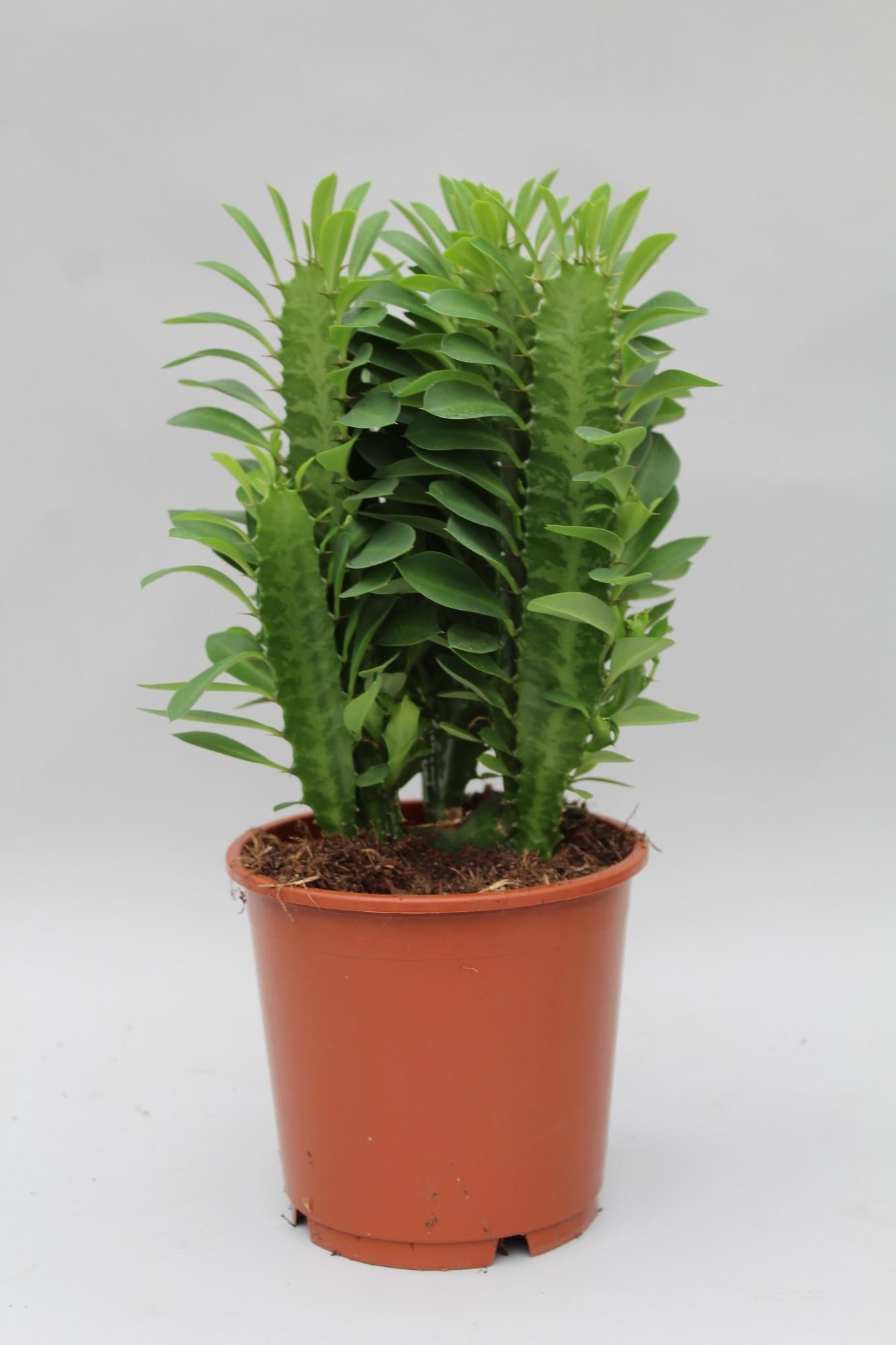 Euphorbia Trigona 40cm im 12cm Topf