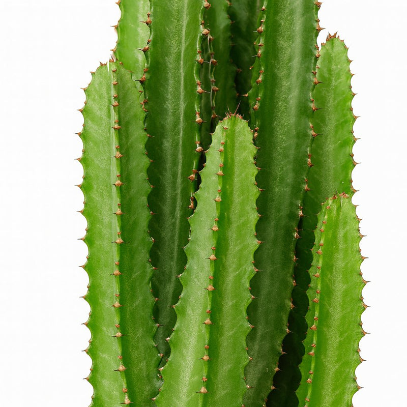 Euphorbia Trigona Detail