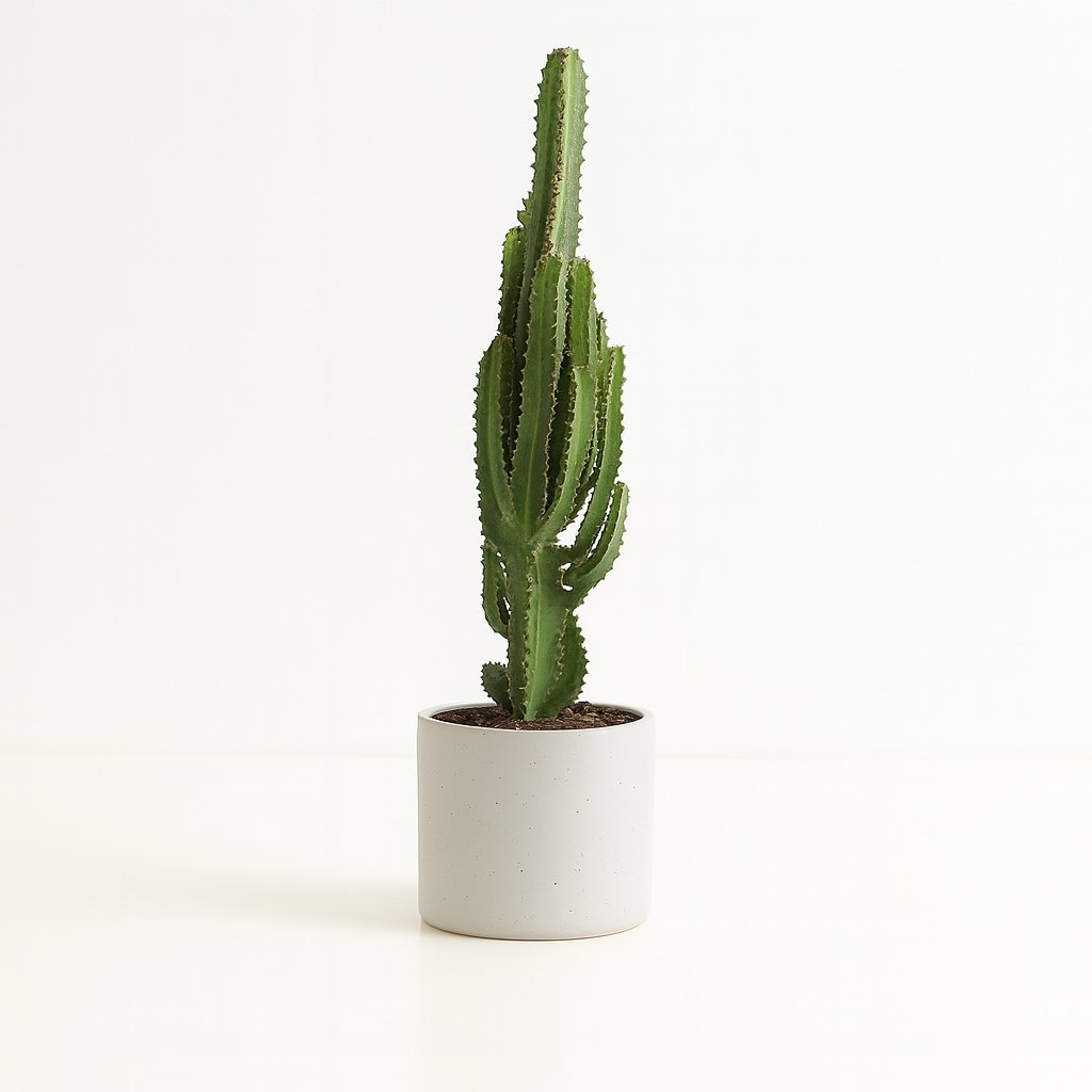 Euphorbia Trigona