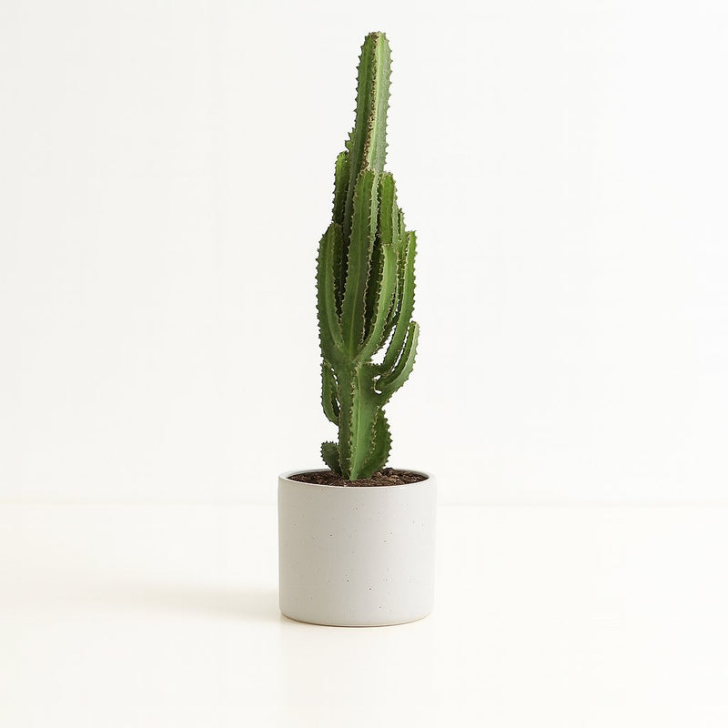 wolfsmilch kaktus fault Euphorbia Trigona