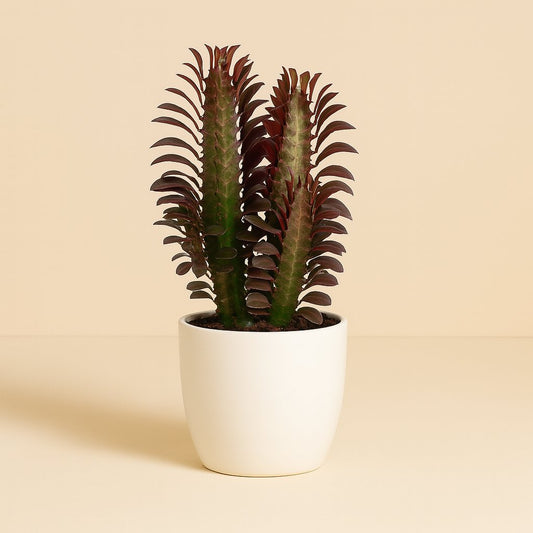 Euphorbia Trigona Rubra - 40cm