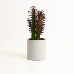 Euphorbia Trigona Rubra - 40cm
