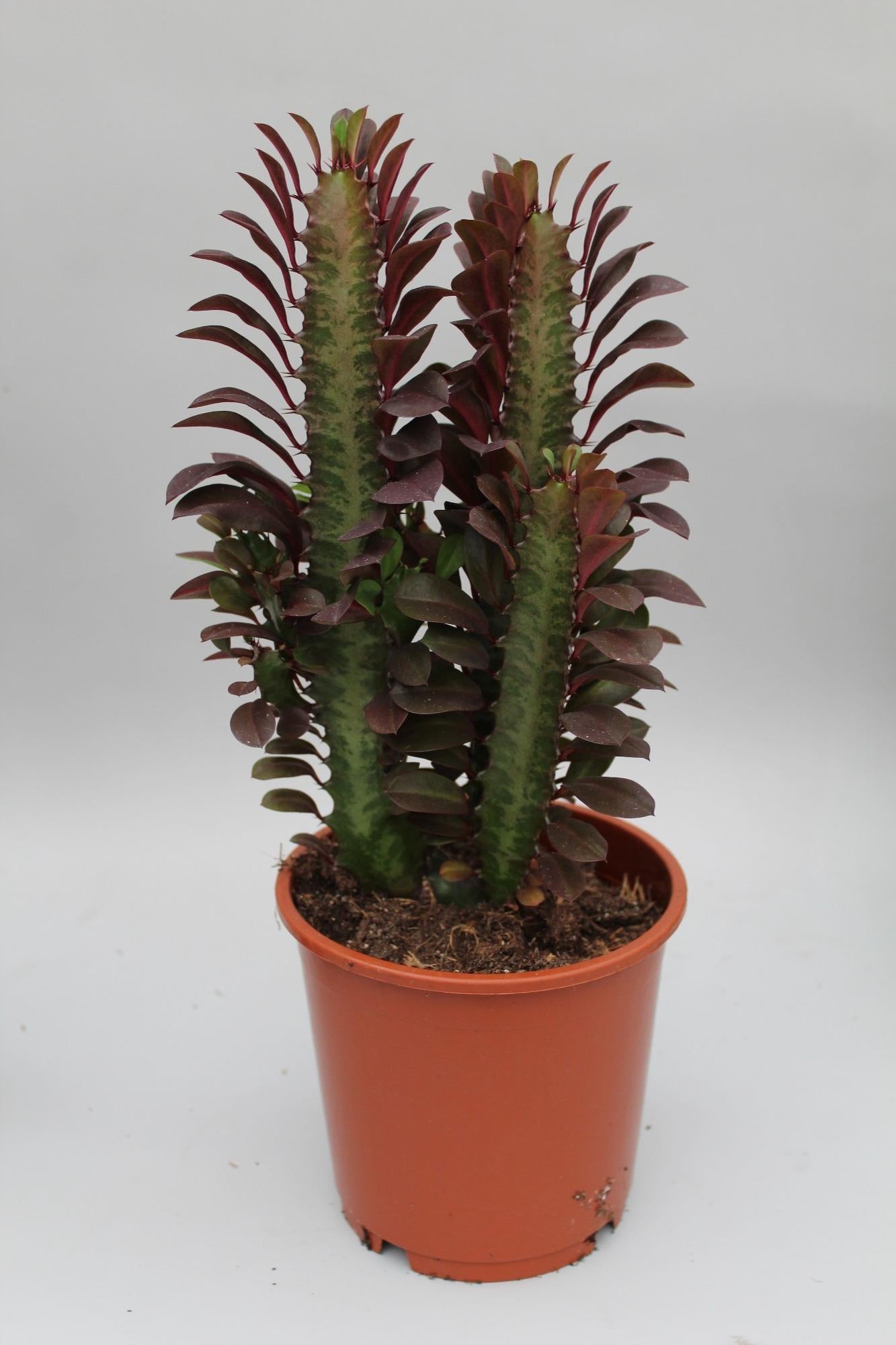 Euphorbia Trigona Rubra 40cm im 12cm Topf