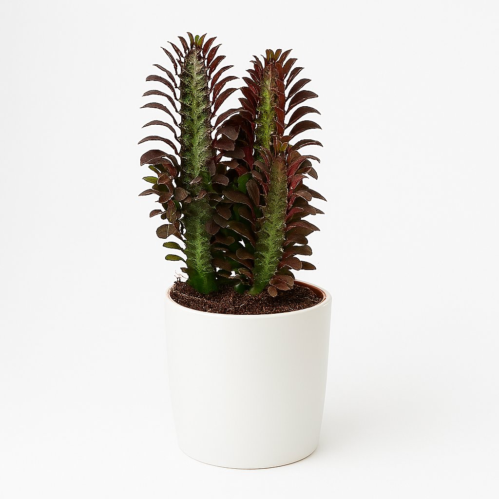 Euphorbia Trigona Rubra - 40cm