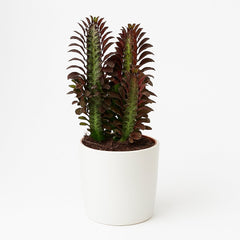 Euphorbia Trigona Rubra - 40cm