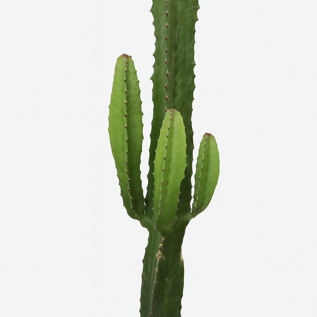 Euphorbia Acrurensis - 50cm