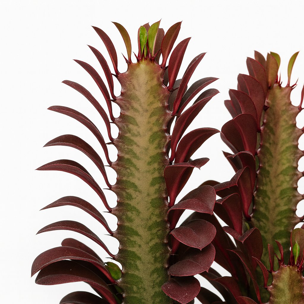 Nahaufnahme der Euphorbia Trigona Rubra