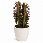 Euphorbia Trigona Rubra 40cm im 12cm Topf