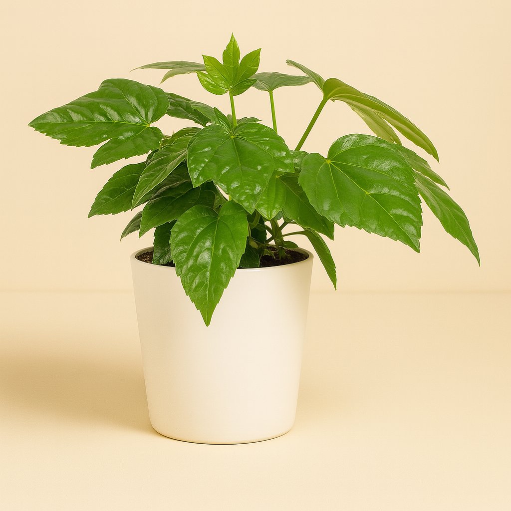 Fatsia Japonica - 22cm