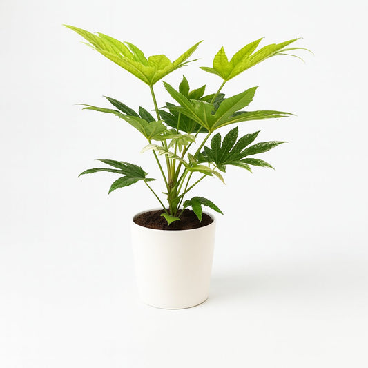 Fatsia Japonica Spider Web - 50cm