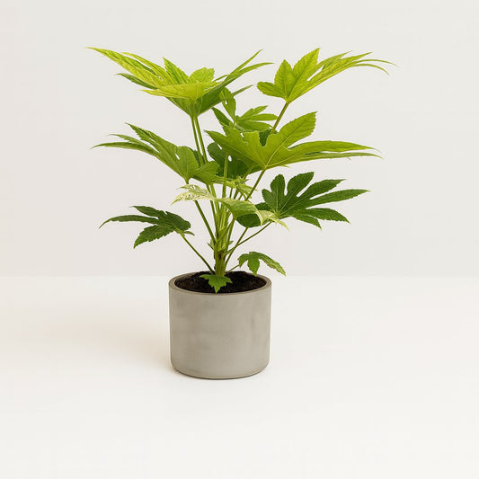 Fatsia Japonica Spider Web - 50cm