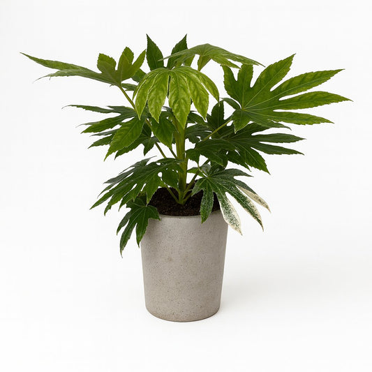 Fatsia Japonica Variegata - 60cm