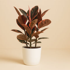 Ficus Belize - 80cm