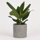 Ficus Benghalensis 25cm im 12cm Topf