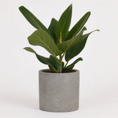 Ficus Benghalensis 25cm im 12cm Topf