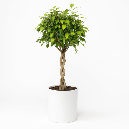 Ficus Benjamina Exotica - 120cm