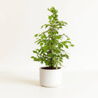 Ficus Benjamina Golden King 95cm im 21cm Topf