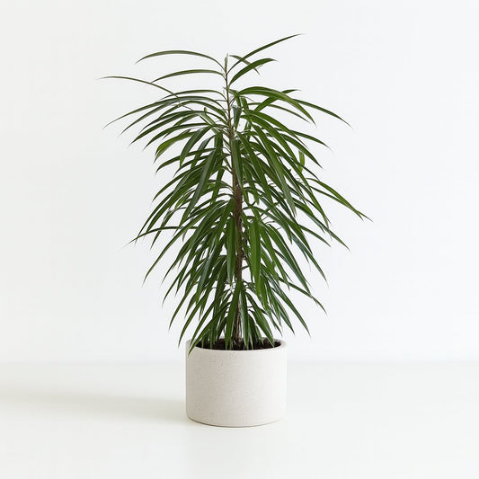 Ficus Binnendijkii Alii - 100cm
