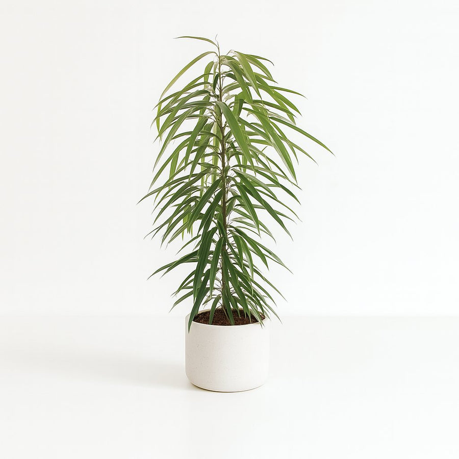 Ficus Binnendijkii Alii 80cm im 21cm Topf