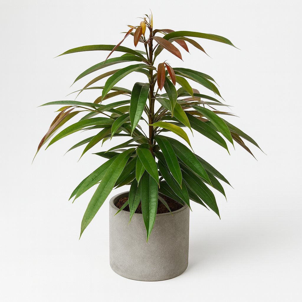 Ficus Binnendijkii Amstel King - 75cm