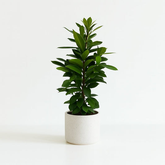 Ficus Cyathistipula - 105cm
